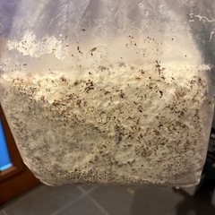  クワガタ　月夜野きのこ園　菌糸ブロック の画像