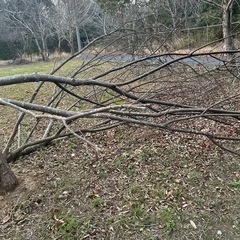 【無料】角材・倒木材あげますの画像