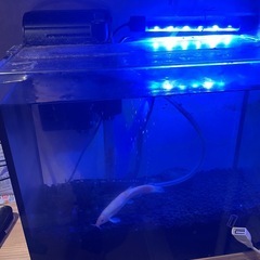 ひどじょう&フレームレス水槽30センチ、ヤマトヌマエビ3匹の画像