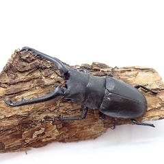 【訳アリ】ギラファノコギリクワガタ♂単
の画像