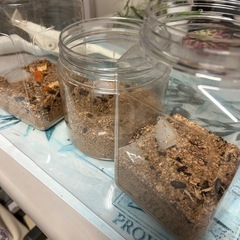 ミルワームお譲りしますの画像