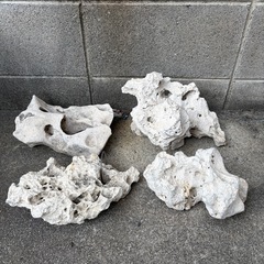 水槽　レイアウト　コーラル　化石サンゴ　ネイチャー　アクアリウム　の画像