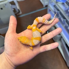 ヒョウモントカゲモドキ　販売中