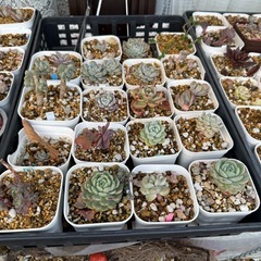 多肉植物の画像