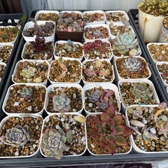 多肉植物の画像