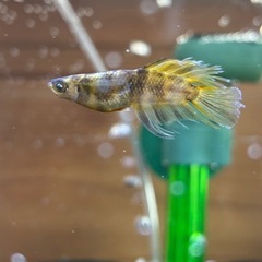 零式ビースト奇形選別外3匹ほどの画像