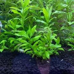 水草　•ミナミヌマエビ （あと2/4セット）の画像