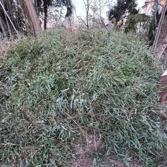 埼玉から　竹 枝打ち済！無料！マダケ 孟宗竹 淡竹  の画像