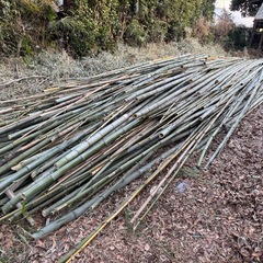 埼玉から　竹 枝打ち済！無料！マダケ 孟宗竹 淡竹  の画像