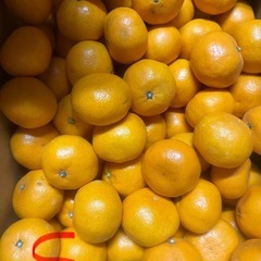 🎵1/21更新🎵三ヶ日みかん、野菜の画像