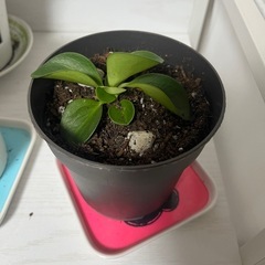 観葉植物　取引中の画像