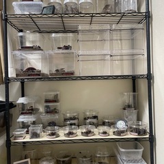 タランチュラ、サソリ