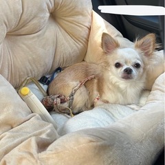 ペット用ドライブボックスの画像