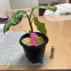観葉植物　アグラオネマ　ピクタムの画像