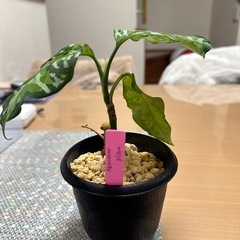 観葉植物　アグラオネマ　ピクタムの画像