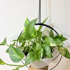 観葉植物 ポトス テルノの画像