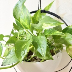 観葉植物 ポトス テルノの画像