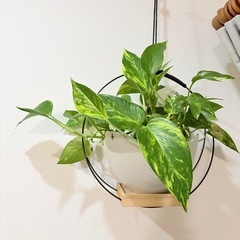 観葉植物 ポトス テルノの画像