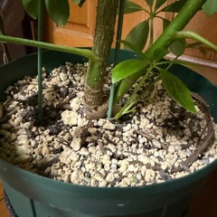 カポック　6号の画像