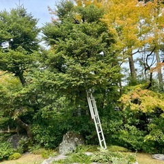 木の剪定、草払い、etc...