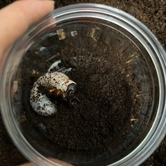 ヘラクレスオオカブト3齢　幼虫4匹セットの画像