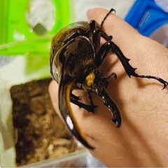 ヘラクレスオオカブト3齢　幼虫4匹セットの画像