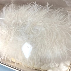 新品featherストールの画像