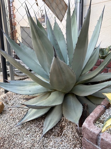 アガベ　超特大　輸入株　パリーネオメキシカーナ