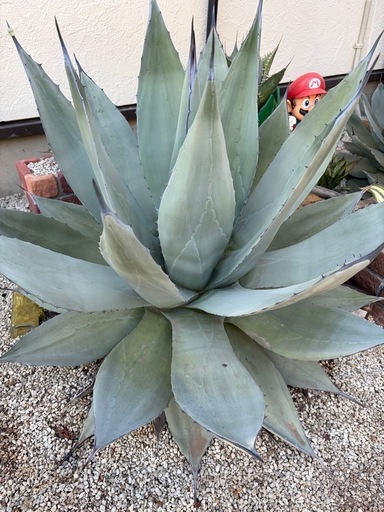 アガベ　超特大　輸入株　パリーネオメキシカーナ