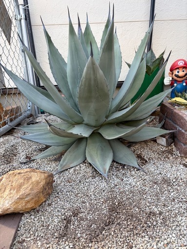 アガベ　超特大　輸入株　パリーネオメキシカーナ