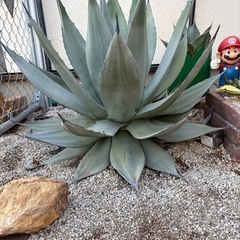 アガベ　超特大　輸入株　パリーネオメキシカーナの画像