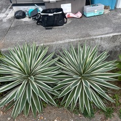アガベの画像