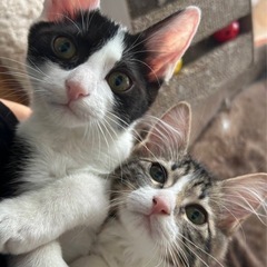 【1/21更新】動画あり★人も猫も好きな兄妹★沖縄から来ま…