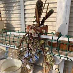 【多肉植物】雅楽の舞と、ひょろっと可愛いサボテンの寄せ植え