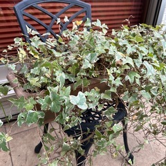 斑入りアイビー　プランターごとの画像