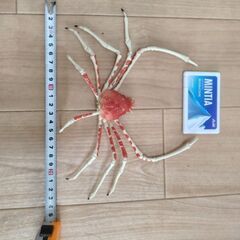 タカアシガニフィギュア（ガチャガチャ）の画像