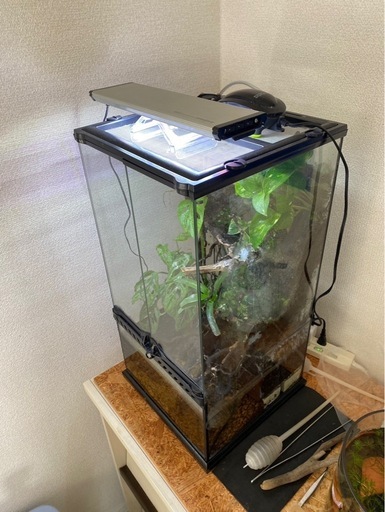 受け取り予定