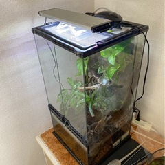 グラステラリウム3060  レイアウト済みの画像