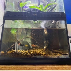 グラステラリウム3060  レイアウト済みの画像