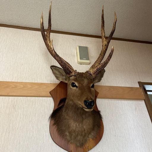 鹿の剥製角オブジェ (y) 雀宮のその他の中古あげます・譲ります