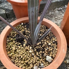 どれでも3000円　ビスマルキア・ノビリス・シルバー(Bismarckia Nobilis Silver)の画像