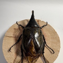 ヘラクレスオオカブト2匹Ｂ品の画像