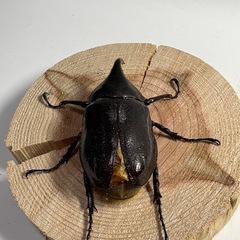 ヘラクレスオオカブト2匹Ｂ品の画像