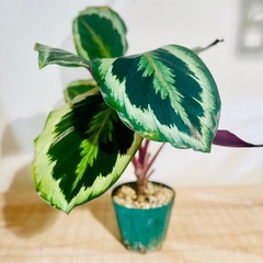 みんな大好きカラテア！珍しい品種！エキゾチックな葉模様が可愛い観葉植物！の画像