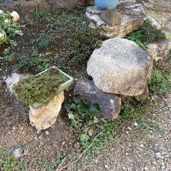 お譲り先決定
【無料】庭石もらってくれませんか？の画像