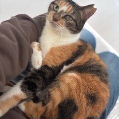 抱っこ大好き可愛い三毛猫さん
