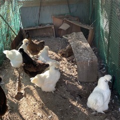 烏骨鶏と鶏の画像