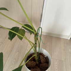 ツピタンサス　観葉植物　7号鉢の画像