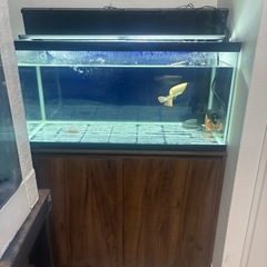 90センチ水槽の画像