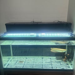 90センチ水槽の画像